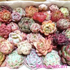 g91多肉植物エケベリア〈カット苗〉☆寄植えMIX☆