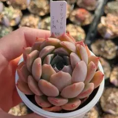 実生苗「ヒアリナサントドミンゴ×ラタム」自家交配 多肉植物