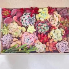 多肉植物　寄せ植えカット苗　詰め合わせ