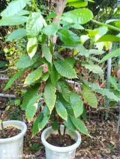 2025年最新】カカオ 苗木の人気アイテム - メルカリ