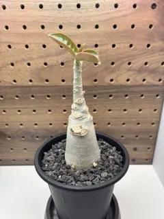 アデニウム アラビカム 太株 発根済み 塊根植物 コーデックス 良株