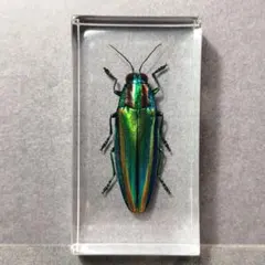 2025年最新】ヤマトタマムシの人気アイテム - メルカリ