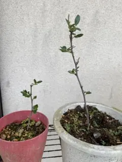 ナツメ苗木　2本のサムネイル