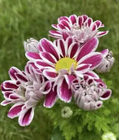 2025年最新】マム苗の人気アイテム - メルカリ