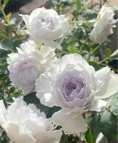 バラ苗 四季咲き　育てやすい挿し木苗