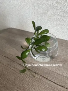Hoya heuschkelianaYellow ホヤ　ヘウスケリアナ　イエロー