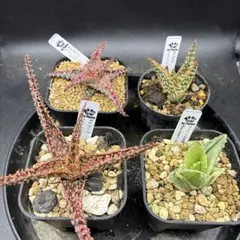 2025年最新】アロエ ハイブリッドの人気アイテム - メルカリ