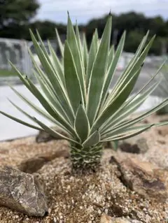 2025年最新】白閃光 アガベの人気アイテム - メルカリ