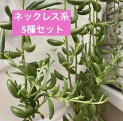 多肉植物　ネックレス系 5種のセット