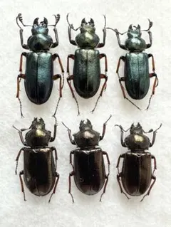 2025年最新】クワガタの人気アイテム - メルカリ