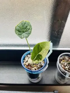 アロカシア ドラゴンスケール マーブル 6本セット アロカシア ドラゴンスケール マーブル 6本セット アロカシア