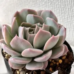 sakura_mrcr様 リクエスト 2点 まとめ商品まとめ割50円引き適用済み