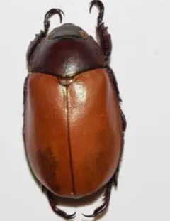 マレーシア　コガネムシ　ヘラヅノコガネ　標本 マレーシア コガネムシ ヘラヅノコガネ 標本 - メルカリ