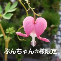 295【ぷんちゃん☆様限定】★フリーズドライセット★