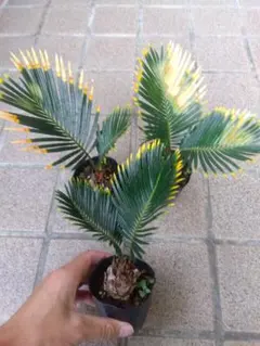 2025年最新】金環ソテツの人気アイテム - メルカリ