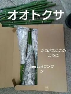 オオトクサ　お試し15本　 土付き根付き　リード削り