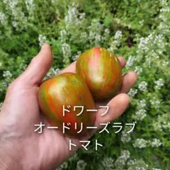 SHIGE様 リクエスト 2点 まとめ商品