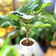 フィカス エベレスト 希少 インテリア 観葉植物 匿名発送のサムネイル