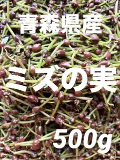 北海道産 天然マタタビの実 ドングリ型 - メルカリ