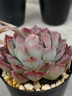 ガレージM様 リクエスト 7点 まとめ商品