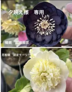 2025年最新】加藤農園モーリーの人気アイテム - メルカリ