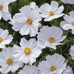 春蒔き　秋に咲くお花の代名詞　純白の秋桜　コスモス・ホワイト　種⋆増量50粒！のサムネイル