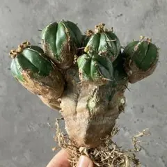 r*e様 B14255★オークション★ユーフォルビア ハンディエンシス 極上ヴィ 2025年最新】ユーフォルビアハンディエンシスの人気アイテム