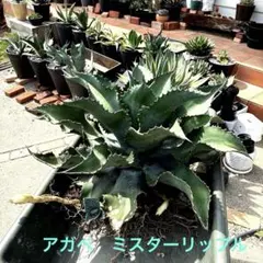 2026年最新】アガベ交配種の人気アイテム - メルカリ