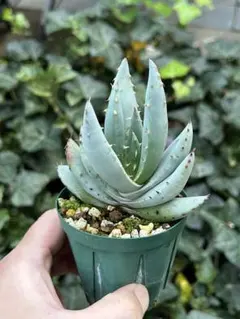 2025年最新】アロエの人気アイテム - メルカリ