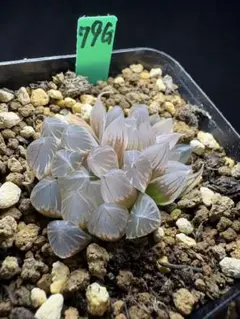 46g 多肉植物 ハオルチア バデイア錦糊斑 自家繁殖 鉢植え発送 - メルカリ