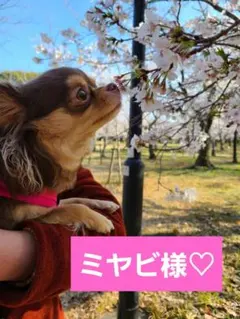 ミヤビ様 リクエスト 3点 まとめ商品