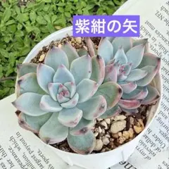 2026年最新】紫紺の矢の人気アイテム - メルカリ
