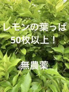 Item thumbnail for item 04b585ed-48a6-4e84-a3ac-f83afe8825e2