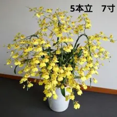 オンシジューム　アロハイワナガ　５F　７寸 　大型のサムネイル