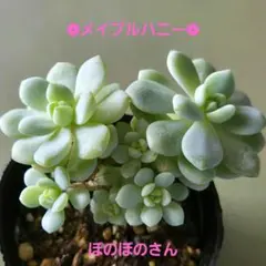 多肉植物 優萌(ゆめ)♡小苗(ぼのぼのさん苗) 札付き】優萌(ゆめ) ぼのぼのさん苗 ポットごと発送 希少 多肉