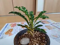 2025年最新】ユーフォルビア デカリーの人気アイテム - メルカリ