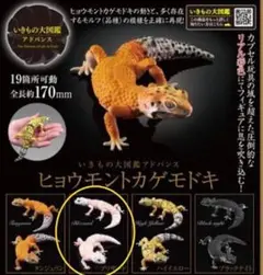 2025年最新】ヒョウモントカゲモドキ ガチャガチャの人気