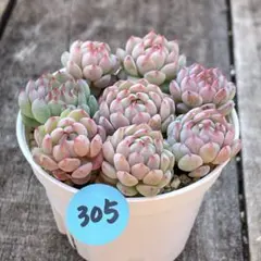 ちょこたん様 リクエスト 2点 まとめ商品