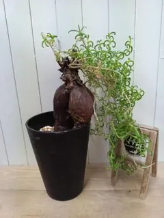 2025年最新】メストクレマ ツベローサムの人気アイテム - メルカリ