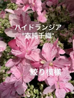 2025年最新】塩原花園の人気アイテム - メルカリ