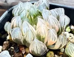 2025年最新】ブラックオブツーサ錦の人気アイテム - メルカリ