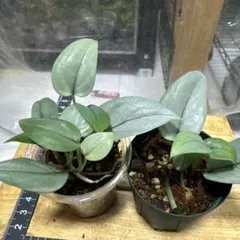 2025年最新】scindapsus スキンダプサスの人気アイテム - メルカリ