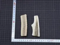 2026年最新】鹿 の角の人気アイテム - メルカリ