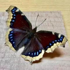 2026年最新】ライブ 標本の人気アイテム - メルカリ