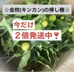 きんかん 300g 無農薬 金柑 キンカン 匿名配送 匿名発送 メルカリ便 