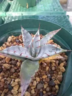 2025年最新】アガベ ゼブラの人気アイテム - メルカリ