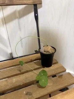 ステファニア エレクタ 観葉植物【鉢ごと発送】