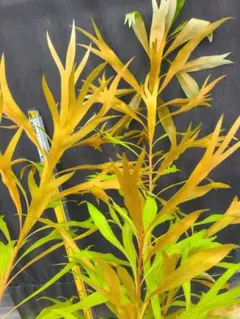 ①グレビレア ゴールド バイレアナ 根付き鉢物苗 6号鉢全長1.2m G1グレビレア ゴールド バイレアナ 根付き鉢物苗 高さ1.6m 9号鉢