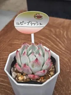 即買い禁止！エバーフレッシュ 赤ちゃん苗木 選んで1本 - メルカリ