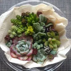 キヨ様 リクエスト 3点 まとめ商品